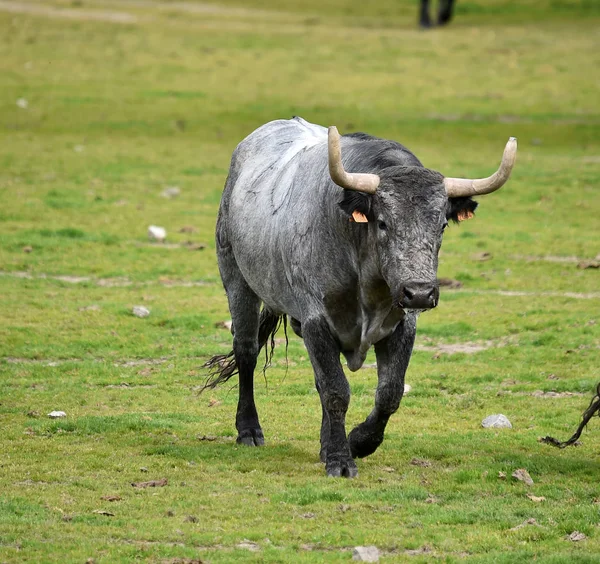 Bulls Spanish Field — Stock Photo, Image