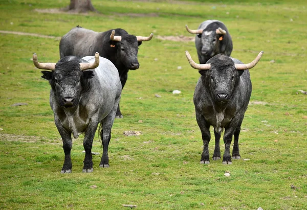 Bullen Auf Dem Spanischen Feld — Stockfoto