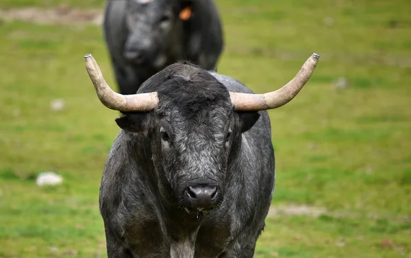 Bullen Auf Dem Spanischen Feld — Stockfoto