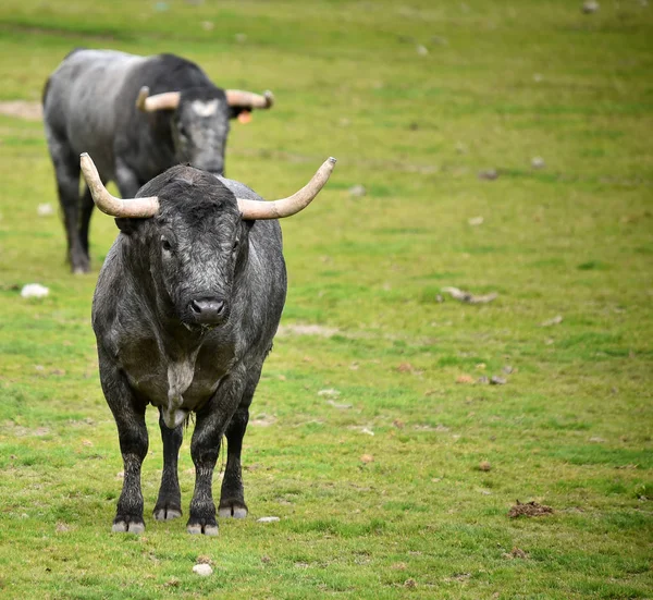 Bulls Spanish Field — стоковое фото