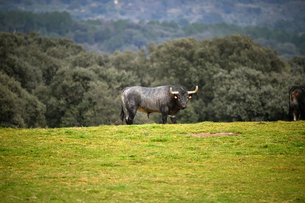 公牛在西班牙领域 — 图库照片