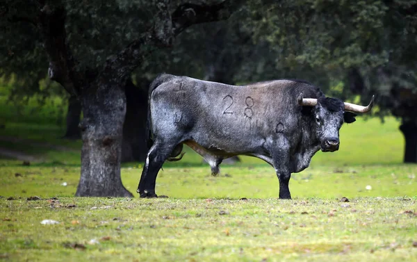 Toros Campo Español —  Fotos de Stock