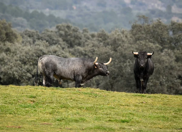 Touros Campo Espanhol — Fotografia de Stock