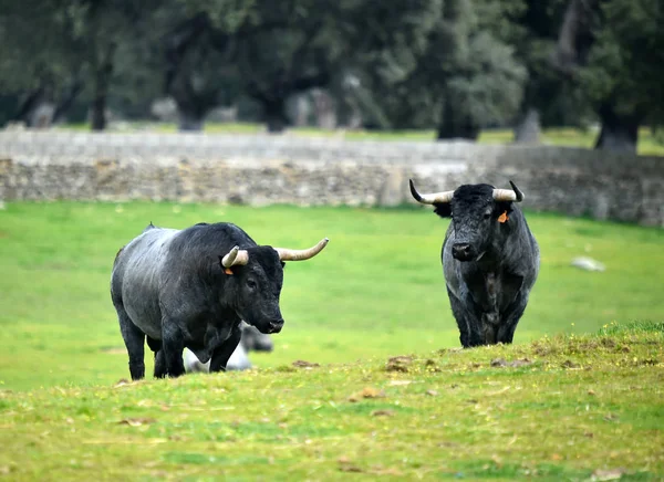 公牛在西班牙领域 — 图库照片