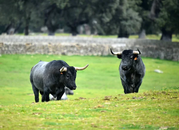 Taureaux Dans Champ Espagnol — Photo