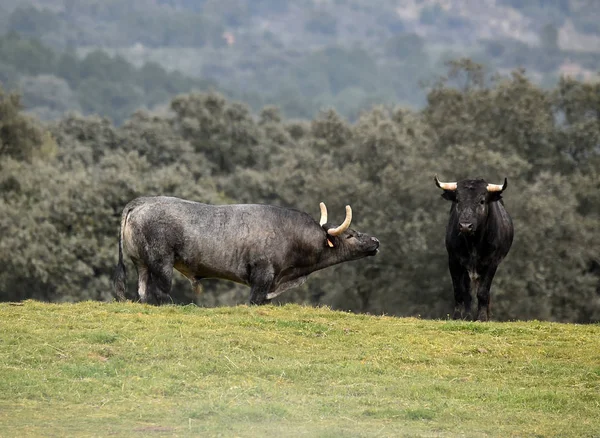 Toros Campo Español —  Fotos de Stock