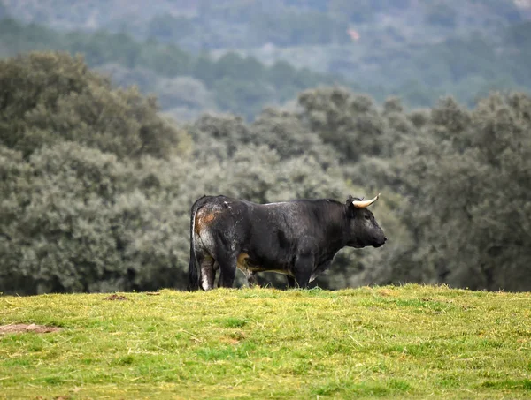 Toros Campo Español —  Fotos de Stock