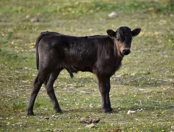 Taureaux Dans Champ Espagnol — Photo