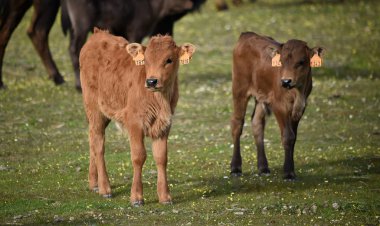 İspanyol alan'e kadar aramazsam