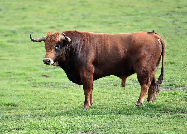 Bulls Spanish Field — Stock Photo, Image