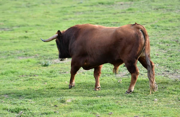 Bulls Spanish Field — Stock Photo, Image