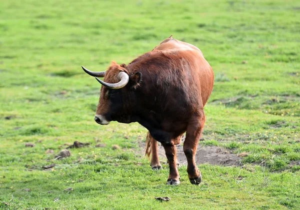 Touros Campo Espanhol — Fotografia de Stock