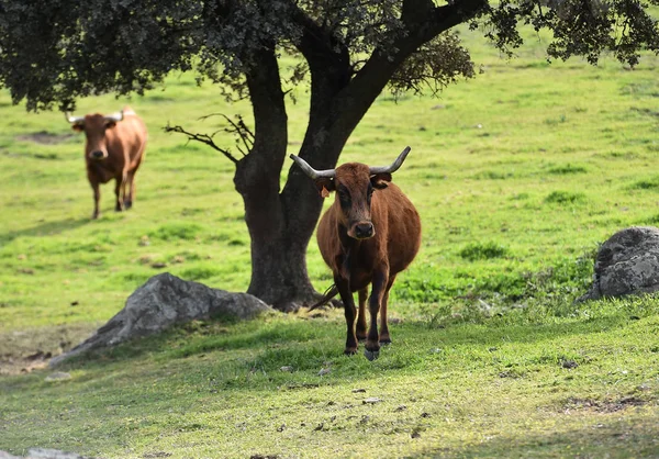 Taureaux Dans Champ Espagnol — Photo