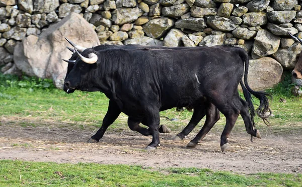 Taureaux Dans Champ Espagnol — Photo