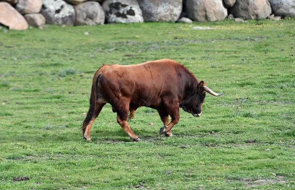 Taureaux Dans Champ Espagnol — Photo