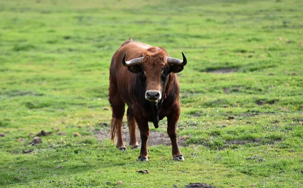 Bulls Spanish Field — Stock Photo, Image