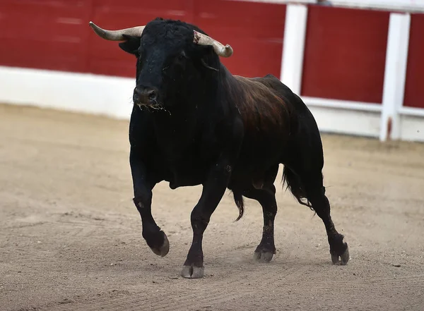 Grande Toro Spagna — Foto Stock