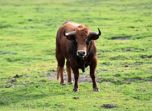 Grande Toro Spagna — Foto Stock