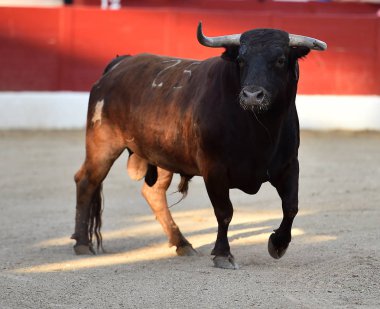 İspanya büyük boğa