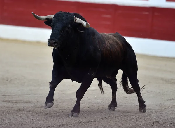 Grande Touro Espanha — Fotografia de Stock