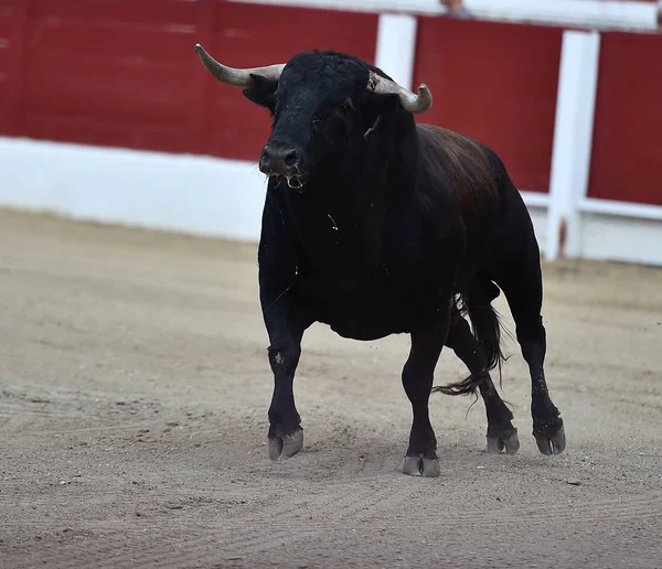 Grande Touro Espanha — Fotografia de Stock