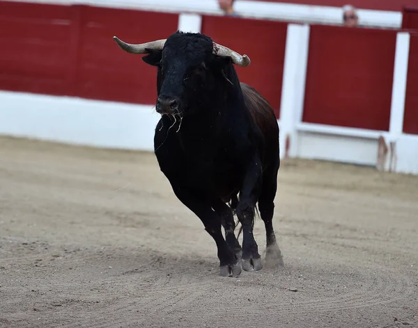 Grande Touro Espanha — Fotografia de Stock