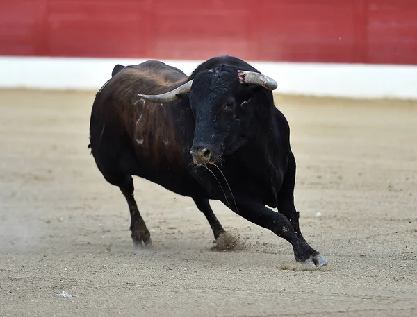 Gran Toro España — Foto de Stock