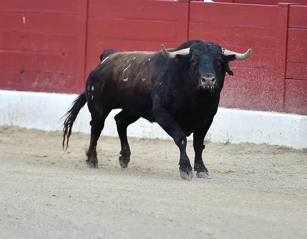 Grande Touro Espanha — Fotografia de Stock