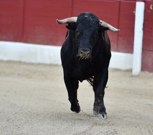 Nagy Bull Spanyolország — Stock Fotó