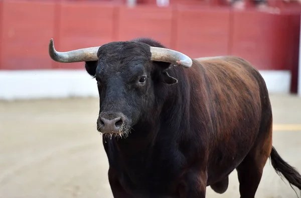 Big Bull Spain — Stock Photo, Image