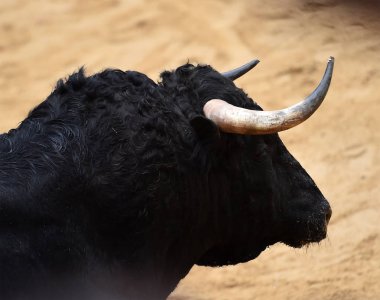 İspanyol bullring çalışan boğa