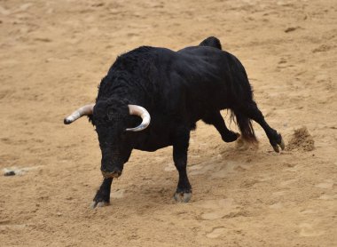 İspanyol bullring çalışan boğa