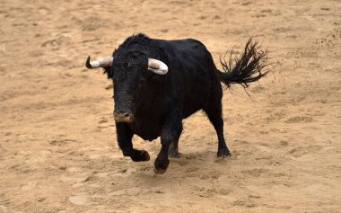 İspanyol bullring çalışan boğa