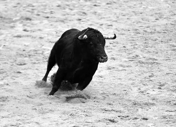 Toro Corriendo Plaza Toros Española — Foto de Stock