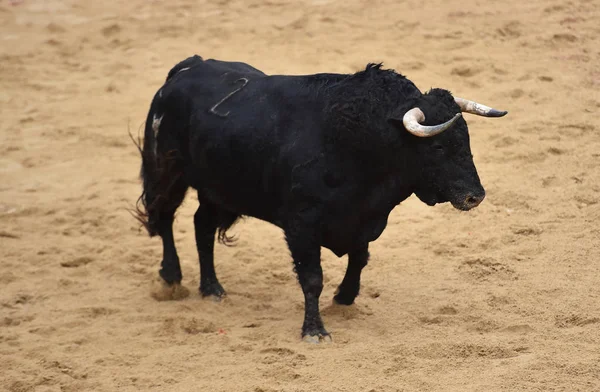 Bull Running Tournée Espanhola — Fotografia de Stock