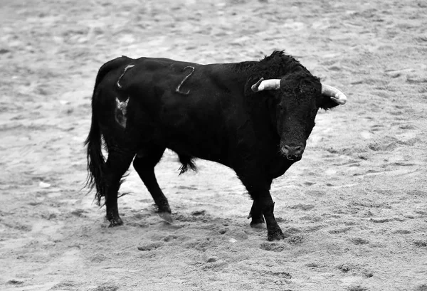 Toro Corriendo Plaza Toros Española — Foto de Stock