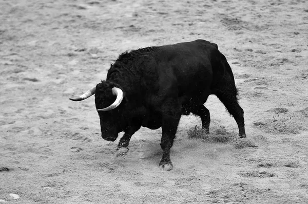 在西班牙斗牛的公牛奔跑 — 图库照片