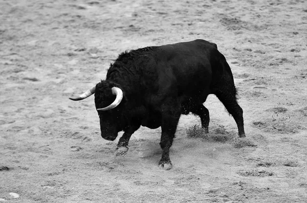 Stier Läuft Spanischer Stierkampfarena — Stockfoto