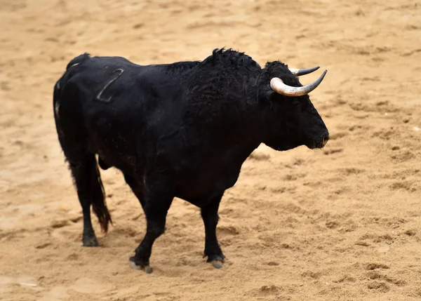 Bull Kör Spanska Tjurfäktningsarena — Stockfoto