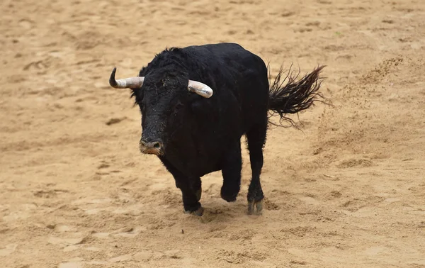 Bull Corsa Bullring Spagnolo — Foto Stock