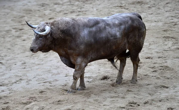 Bull Running Tournée Espanhola — Fotografia de Stock