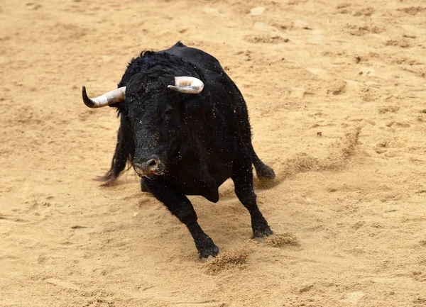 bull running in spanish bullring