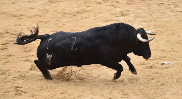 Stier Läuft Spanischer Stierkampfarena — Stockfoto