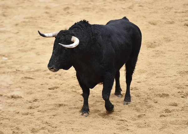 Bull Corsa Bullring Spagnolo — Foto Stock