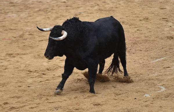 Bull Kör Spanska Tjurfäktningsarena — Stockfoto