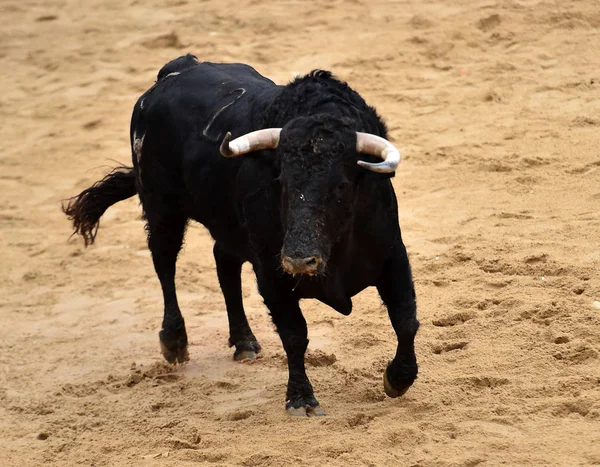 Toro Corriendo Plaza Toros Española — Foto de Stock