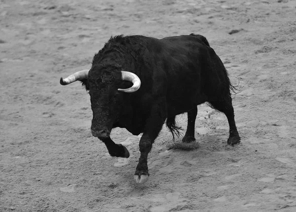 Stier Läuft Spanischer Stierkampfarena — Stockfoto