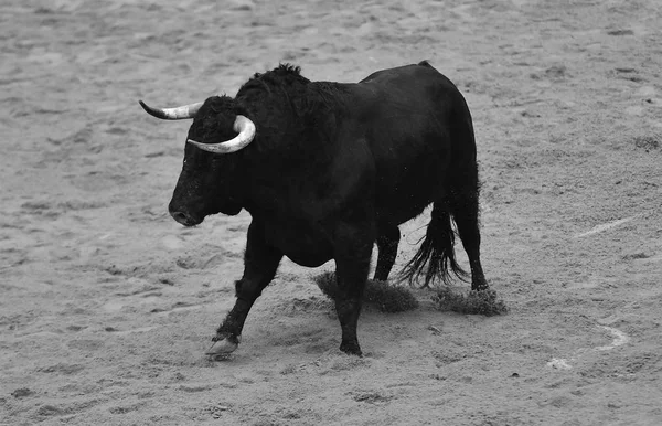 Bull Running Spanish Bullring — Stock Photo, Image