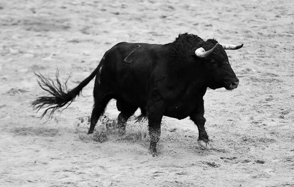 Toro Corriendo Plaza Toros Española —  Fotos de Stock