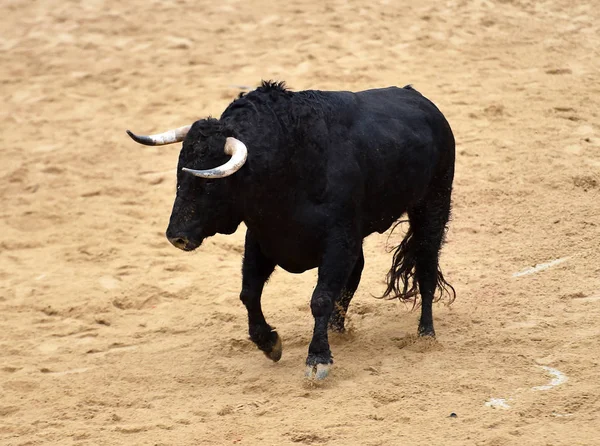 Taureau Courant Arène Espagnole — Photo